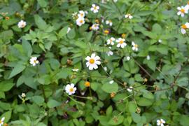   Bidens alba  flower heads; photo: S.L. Winterton 