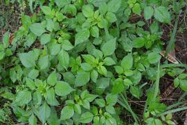   Bidens alba  leaves; photo: S.L. Winterton 