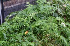   Blechnum indicum ; photo: S.L. Winterton 