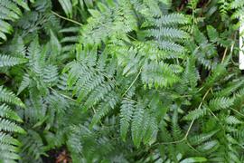   Blechnum indicum  leaves; photo: S.L. Winterton 