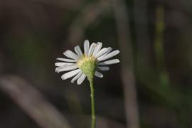   Boltonia diffusa  flower head; photo © John Gawaltney 