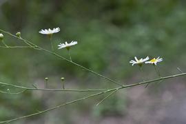   Boltonia diffusa  flower heads; photo © Layla Dishman 