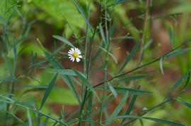   Boltonia diffusa ; photo © Eric Hunt 