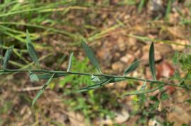   Boltonia diffusa  leaves; photo © Eric Hunt 