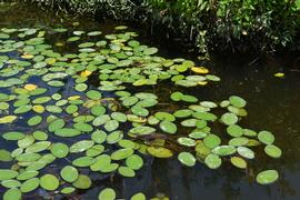   Brasenia schreberi  floating leaves; photo: S.L. Winterton 