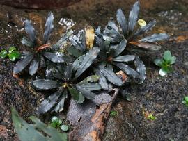   Bucephalandra diabolica ; photo © Peter C. Boyce 