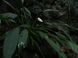   Bucephalandra  sp.; photo © Peter C. Boyce 