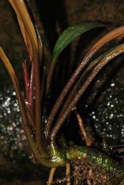  Bucephalandra  sp. leaves; photo © Peter C. Boyce