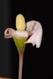   Bucephalandra  sp. spadix; photo © Peter C. Boyce 