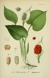  Calla palustris ; illustration © Biodiversity Heritage Library