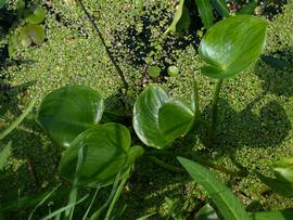   Calla palustris  leaves, emersed; photo © Bastiaan Brak 