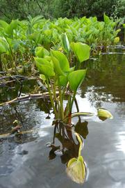   Calla palustris , emersed; photo © Florian Grossir 