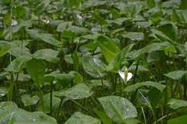   Calla palustris , emersed; photo © Urmas Ojango 