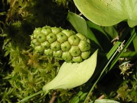  Calla palustris  immature fruit; photo © Per Verdonk