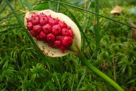  Calla palustris  mature fruit; photo © Marko Vainu