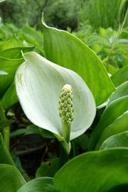  Calla palustris  spadix and spathe; photo © Florian Grossir