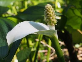  Calla palustris  spadix and spathe; photo © Hajotthu