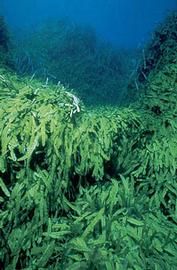   Caulerpa taxifolia , submersed; photo © R. Woodfield, Merkel & Associates 