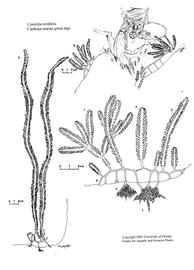   Caulerpa taxifolia ; drawing © University of Florida/IFAS Center for Aquatic and Invasive Plants, used with permission 