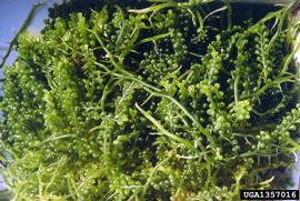   Caulerpa racemosa , submersed; photo © R. Woodfield, Merkel & Associates, www.forestryimages.org 