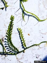   Caulerpa racemosa ; photo © R. Woodfield, Merkel & Associates, www.forestryimages.org 