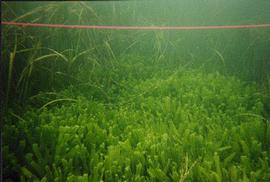   Caulerpa taxifolia , submersed; photo © R. Woodfield, Merkel & Associates 