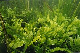   Caulerpa taxifolia ; photo © R. Woodfield, Merkel & Associates 