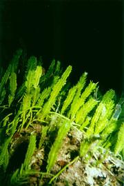   Caulerpa taxifolia , submersed; photo © R. Woodfield, Merkel & Associates 