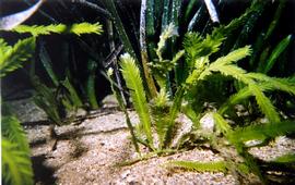   Caulerpa taxifolia , submersed; photo © R. Woodfield, Merkel & Associates 