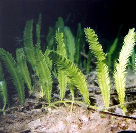   Caulerpa taxifolia , submersed; photo © R. Woodfield, Merkel & Associates 