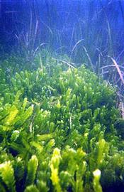   Caulerpa taxifolia , submersed; photo © R. Woodfield, Merkel & Associates 