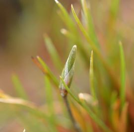   Centrolepis drummondiana  inflorescence; photo: S.L. Winterton 