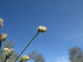   Centrolepis strigosa  flower head; photo © Harry Rose 