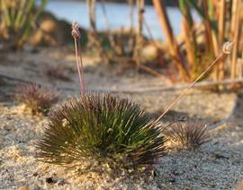   Centrolepis strigosa ; photo © Landcare Research, K.A. Ford 