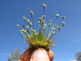  Centrolepis strigosa  plant; photo © Harry Rose