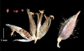  Centrolepis strigosa  fruits and seeds; release of seed from fruits (capsules) and from within the folds of the papery secondary bracts; photo © Landcare Research, K.A. Ford 