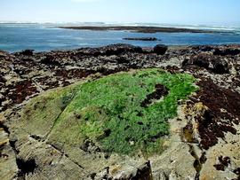   Cladophora columbiana ; photo © Fitzgerald Marine Reserve 