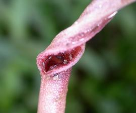   Cryptocoryne walkeri  spathe; photo: S.L. Winterton 