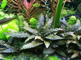   Cryptocoryne wendtii , submersed; photo: S.L. Winterton 