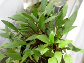   Cryptocoryne willsii , emersed; photo: S.L. Winterton 