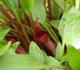   Cryptocoryne willsii  spathe; photo: S.L. Winterton 