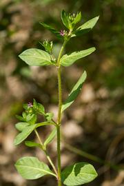   Cuphea carthagenensis ; photo © Layla Dishman 