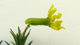   Cuphea flava  flower; photo © Alex Popovkin 