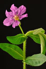   Cuphea  sp. flower; photo © Dave Spindle 