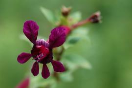   Cuphea  sp. flower; photo © Eric Hunt 