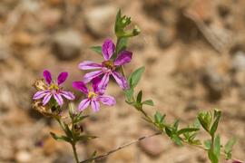   Cuphea glutinosa  inflorescence; photo © Layla Dishman 