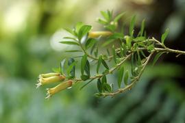   Cuphea micropetala  inflorescence; photo © Alan Gregg 