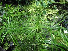   Cyperus  sp. bracts, emersed; photo: S.L. Winterton 