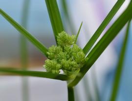   Cyperus  sp. inflorescence (spikelets); photo: S.L. Winterton 