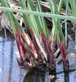   Cyperus papyrus  rhizomes; photo: S.L. Winterton 